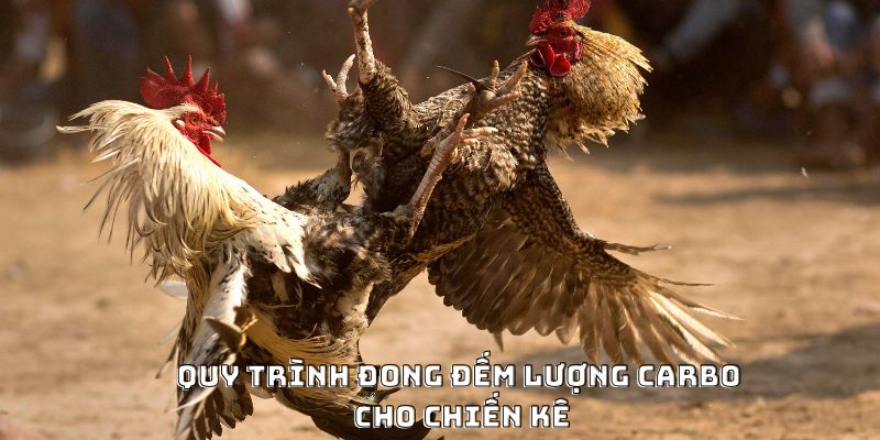 Cách Nạp Carbo Cho Gà Đá Hiệu Quả Được Ưa Chuộng 2026 - PLAYVANTA96.WORK