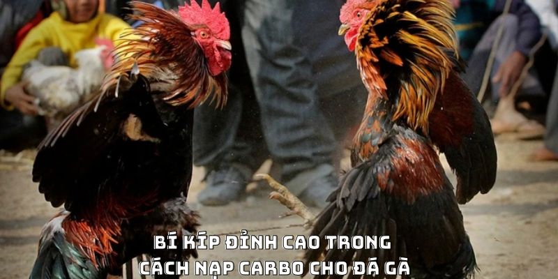 Cách Nạp Carbo Cho Gà Đá Hiệu Quả Được Ưa Chuộng 2026 - PLAYVANTA96.WORK