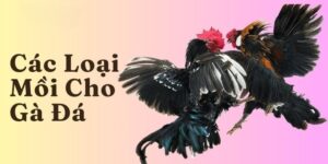 Đá Gà F8bet | Sảnh Cược Gà Đá Uy Tín Cho Các Kê Thủ - PLAYVANTA96.WORK