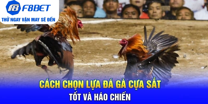 Đá Gà Cựa Sắt Là Gì? Mẹo Hay Và Hiệu Quả Khi Chơi Đá Gà - PLAYVANTA96.WORK