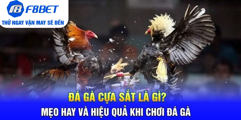Đá Gà Cựa Sắt Là Gì? Mẹo Hay Và Hiệu Quả Khi Chơi Đá Gà - PLAYVANTA96.WORK