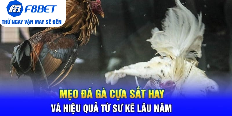 Đá Gà Cựa Sắt Là Gì? Mẹo Hay Và Hiệu Quả Khi Chơi Đá Gà - PLAYVANTA96.WORK