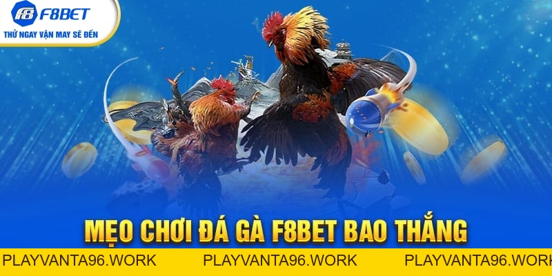 Đá Gà F8bet | Sảnh Cược Gà Đá Uy Tín Cho Các Kê Thủ - PLAYVANTA96.WORK