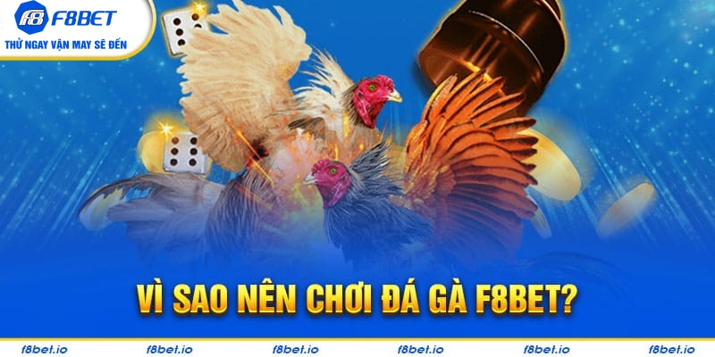 Đá Gà F8bet | Sảnh Cược Gà Đá Uy Tín Cho Các Kê Thủ - PLAYVANTA96.WORK